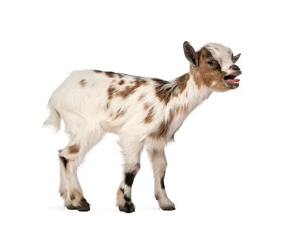 Young domestic goat bleating, kid, isolated on white