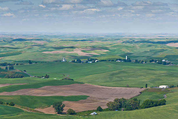 Palouse Overview The Palouse is a rich agricultural area encompassing much of southeastern Washington State and parts of Idaho. It is characterized by low rolling hills mostly devoid of trees. Photographers are drawn to the Palouse for its wide open landscapes and ever changing colors. In the spring it is a visual mosaic of green. This picture was taken at Steptoe Butte State Park near Colfax, Washington State, USA. jeff goulden agriculture stock pictures, royalty-free photos & images