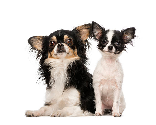 istock two Chihuahuas sitting toghether, isolated on white 500403815
