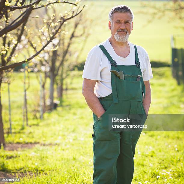 Senior Gardener In His Garden Stock Photo - Download Image Now - Active Lifestyle, Active Seniors, Activity