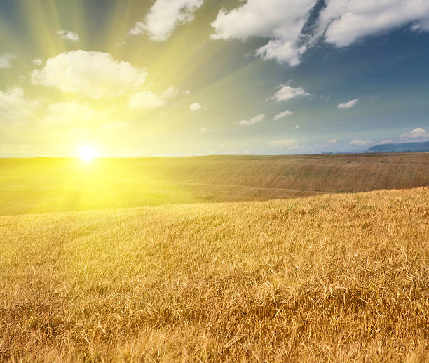 istock landscape with golden barley field at sunset 500404277