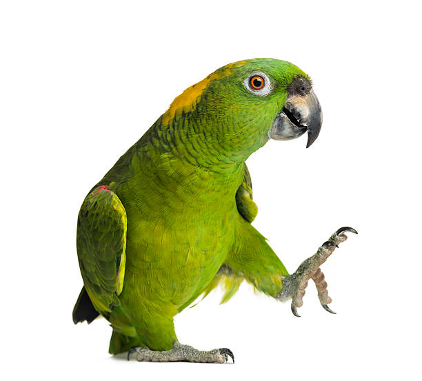 yellow-naped parrot (6 jahre alt), isoliert auf weiss - papagei stock-fotos und bilder