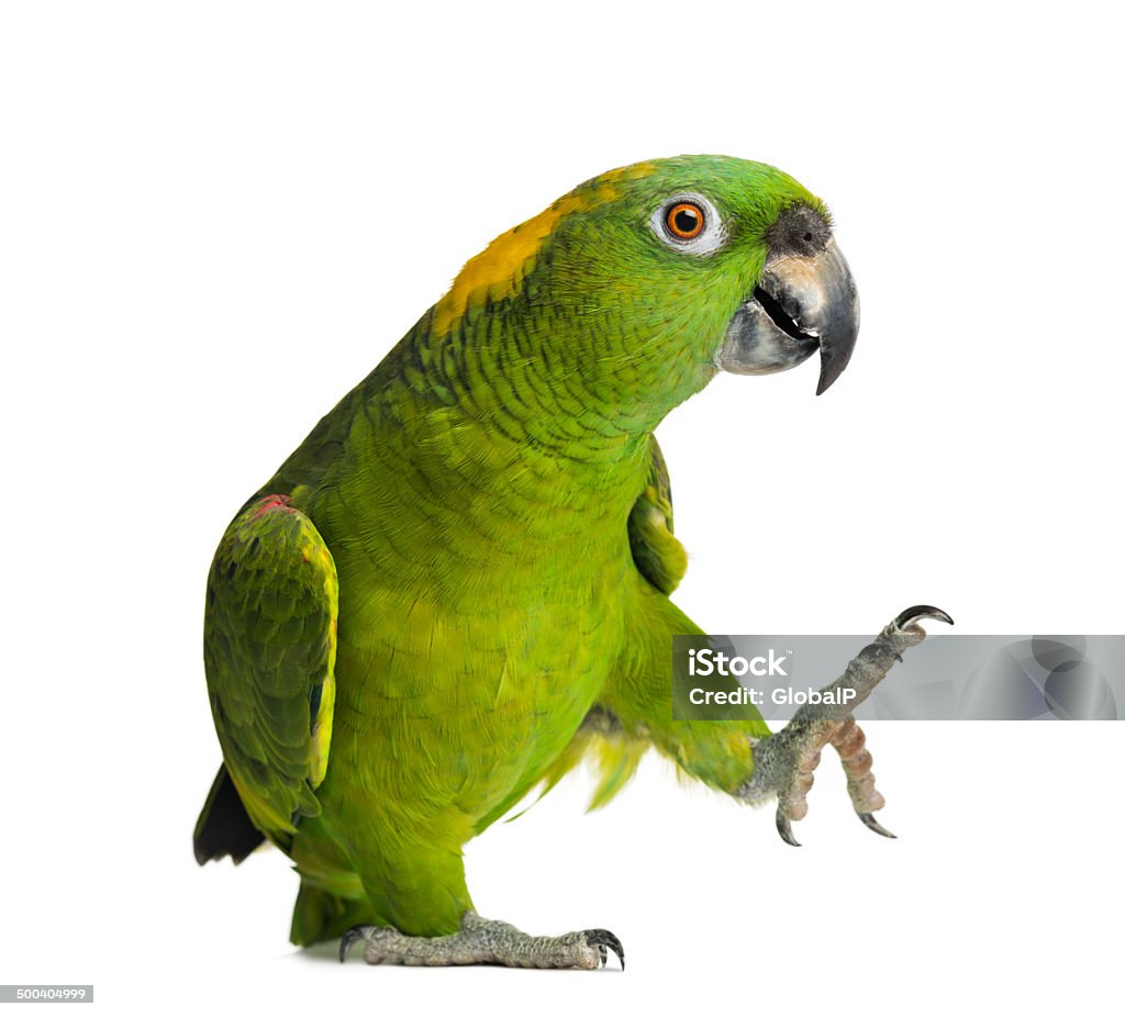 Yellow-naped parrot (6 years old), isolated on white Parrot Stock Photo