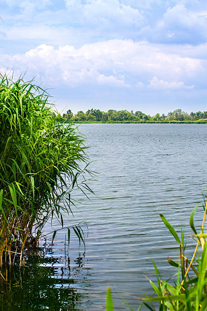 istock Preview landscape river reeds and stems 500405169