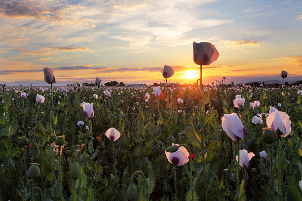 mohnfeld bei sonnenuntergang - poppy flower opium poppy formal garden stock-fotos und bilder