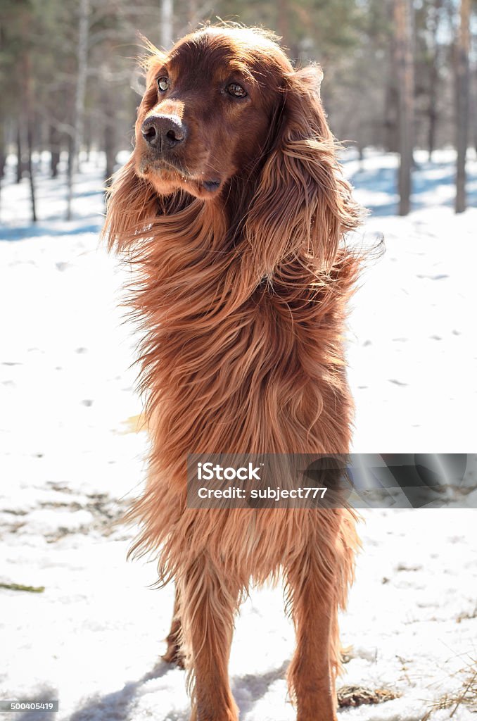 Setter irlandês. - Royalty-free Animal Foto de stock