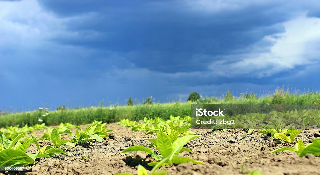 growing tobacco on a field growing tobacco on a field in Poland Agricultural Field Stock Photo