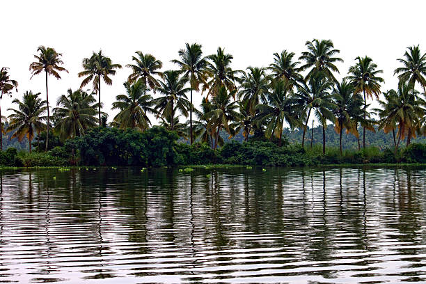 istock Palms along canals and lakes in Backwaters 500406111