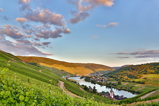 Moselle and vineyards in summer