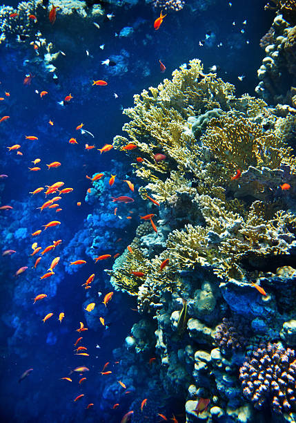 istock Group of coral fish  water. 500406457