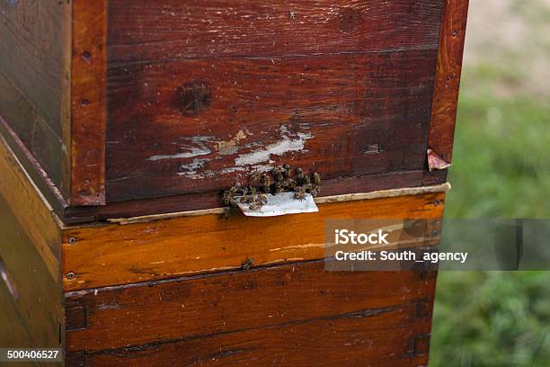 Gruppe Von Honeybees Fliegt In Einem Vintage Bienenstock Stockfoto und mehr Bilder von Apis