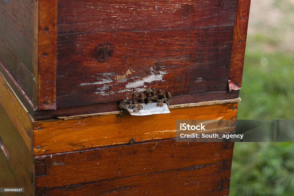 ミツバチのグループにお越しの際は、ヴィンテージビーハイブ - ハナバチのロイヤリティフリーストックフォト