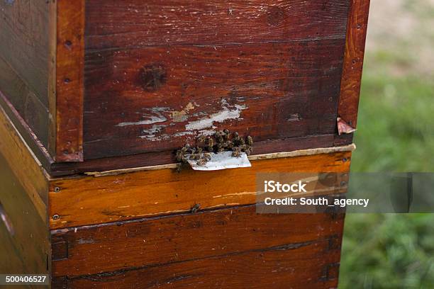 Группа Honeybees Летать В Винтажный Улей — стоковые фотографии и другие картинки Горизонтальный - Горизонтальный, Дыра, Животноводство