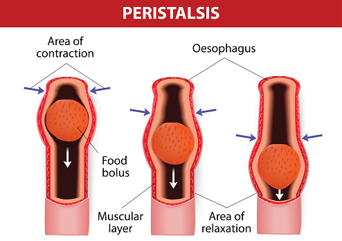 Peristalsis, or wavelike contractions of the muscles in the outer walls of the digestive tract, carries the bolus by the esophagus. Peristalsis does not only occur in  the esophagus. It continues through the stomach, small intestine, and large intestine. Vector diagram