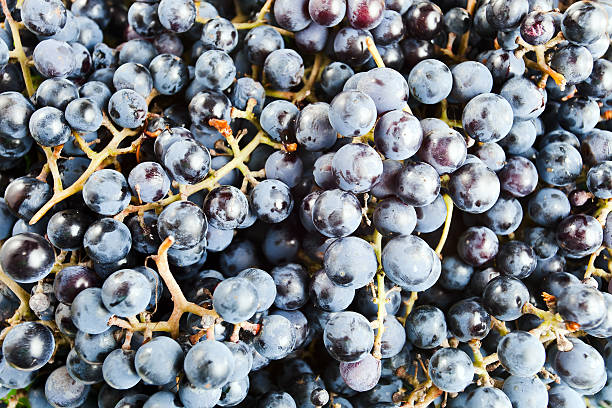 istock grapes for wine manufacture 500406553