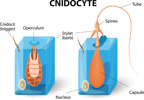 A Cnidarian's cell that contains a nematocyst. A stinging cell. Nematocyst is a hollow tube that exists inside the cell in an inside out condition.