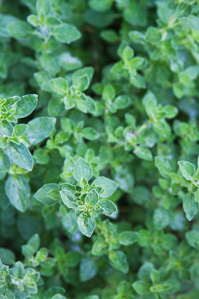 istock Garden Herb Oregano 500406955