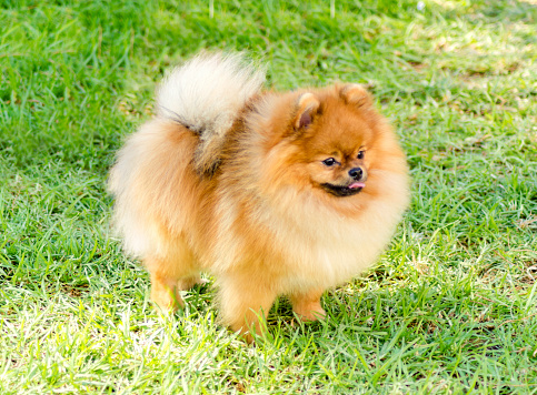 A side view of a small young beautiful fluffy orange pomeranian dog standing on the grass. Pom dogs  are considered to be in the toy category and make very good companion dogs.