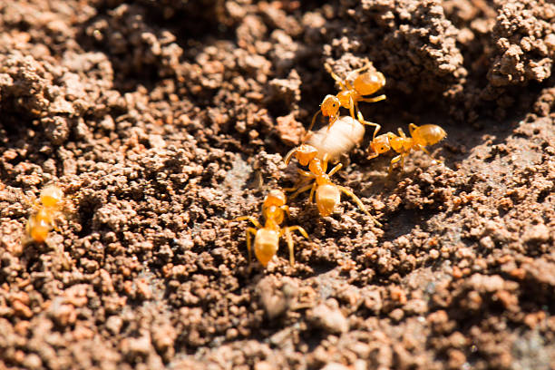 istock Myrmica Rubra ants in the garden. 500421776