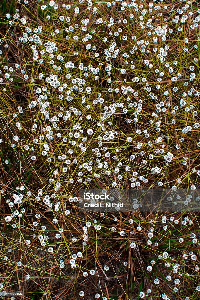 ดอกไม้สีขาวเล็ก ๆ น้อย ๆ บนพื้นดิน ภาพสต็อก - ดาวน์โหลดรูปภาพตอนนี้ - กลิ่น  - คําอธิบายทางกายภาพ, กลีบดอกไม้ - ส่วนดอกไม้, การจัดวางตำแหน่ง -  ตำแหน่งหน้าที่ - Istock