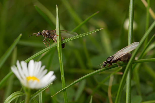 istock Flying ants on the lawn. 500423130