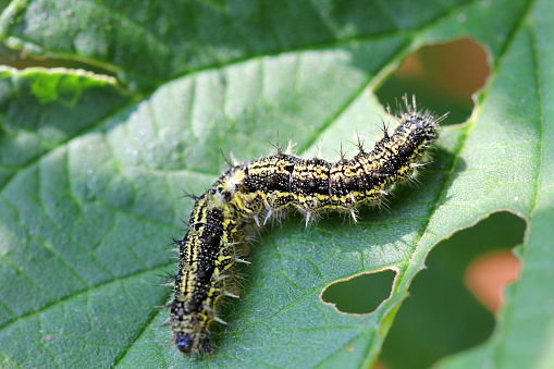 Caterpillar on the leaf