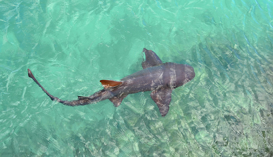 Shark in the ocean. Jamaica