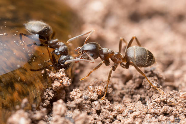istock Worker ants at a drop of honey. 500425322