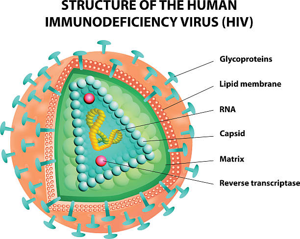 illustrazioni stock, clip art, cartoni animati e icone di tendenza di diagramma del virus hiv.  vettore - hiv virus retrovirus aids