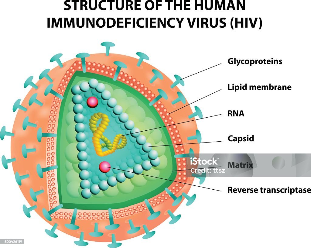 図の HIV ウィルスます。 ベクター - ウイルスのロイヤリティフリーベクトルアート