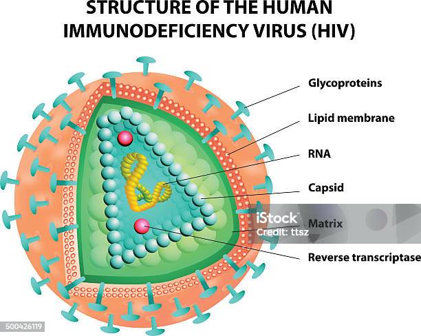 図の Hiv ウィルスます ベクター - ウイルスのベクターアート素材や画像を多数ご用意 - ウイルス, ヒト免疫不全ウィルス, エイズ