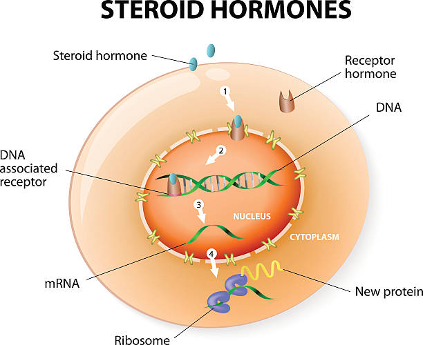 Steroid hormones response. Vector How work steroid hormones response. Steroids Bind to an intracellular receptor. this complex activates gene transcription, cause a protein to be manufactured. Vector diagram medical transcription stock illustrations