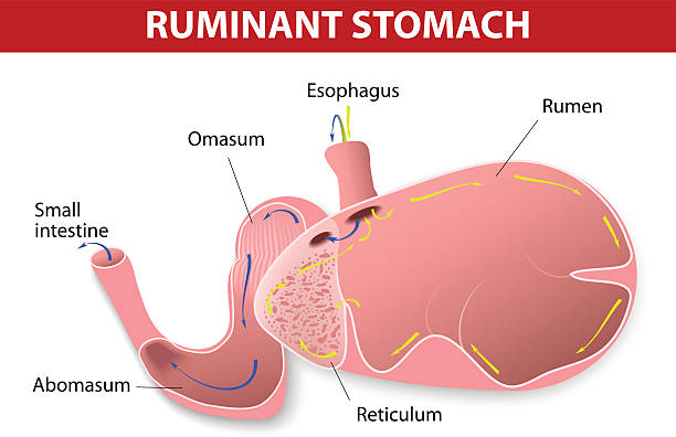 Ruminant stomach Ruminant stomach. The ruminant species have one stomach that is divided into four compartments psaltery stock illustrations