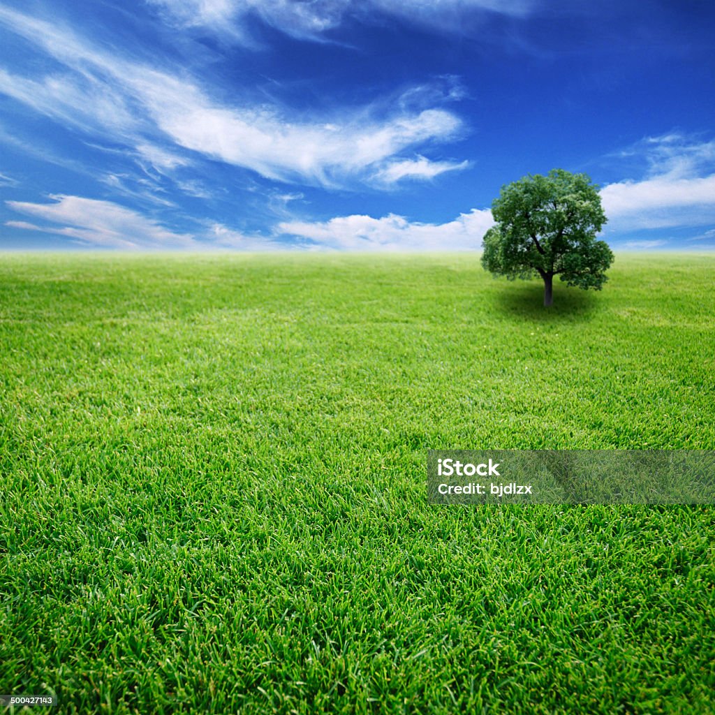 Campo verde e Albero solitario - Foto stock royalty-free di Albero