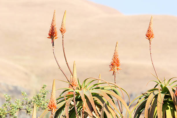 African Aloes in the Drakensberg, South Africa Aloes growing in the Drakensberg mountain range near Giant's Castle drakensberg flower mountain south africa stock pictures, royalty-free photos & images