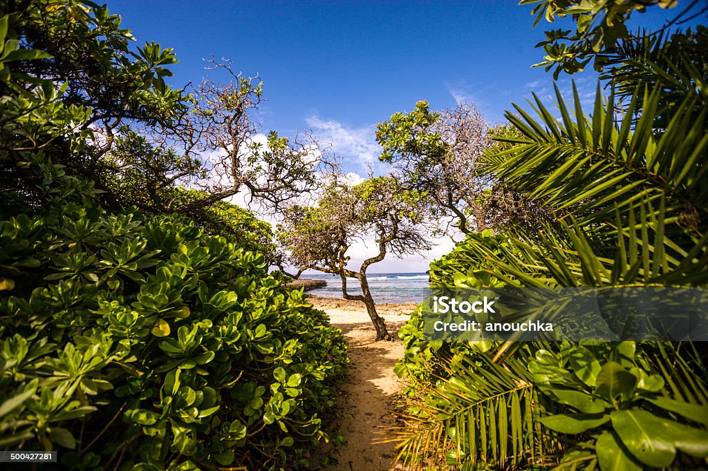 Тропа на пляж, Оаху, Север Шор, Гавайи - Стоковые фото Без людей роялти-фри