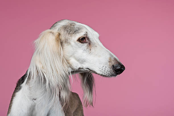 gros plan portrait d'un élégant saluki arabe chasse - sight hound photos et images de collection