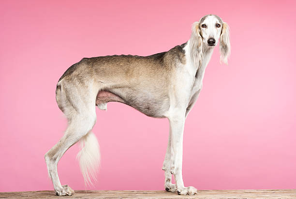 portrait d'un élégant saluki chasse arabe - sight hound photos et images de collection