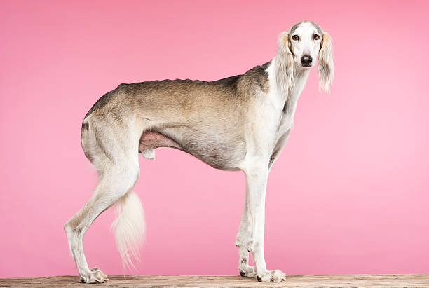 retrato de um elegante saluki arabian cão de caça - sight hound imagens e fotografias de stock