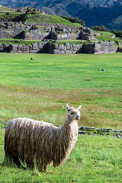 istock Lama at Sacsayhuaman in Cuzco, Peru. 500427712