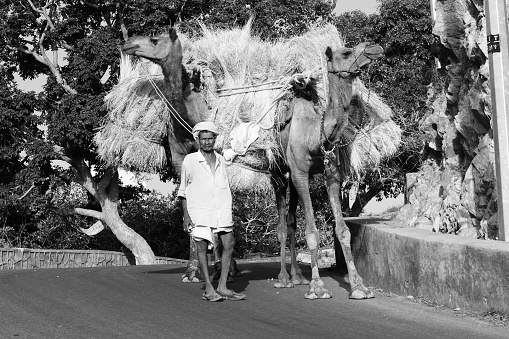 Udaipur, India - May 15, 2012: A villager carrying fry grass humps on the back of his camels to sell in the market