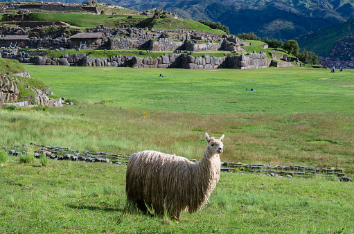 Lama at Sacsayhuaman in Cuzco, Peru.