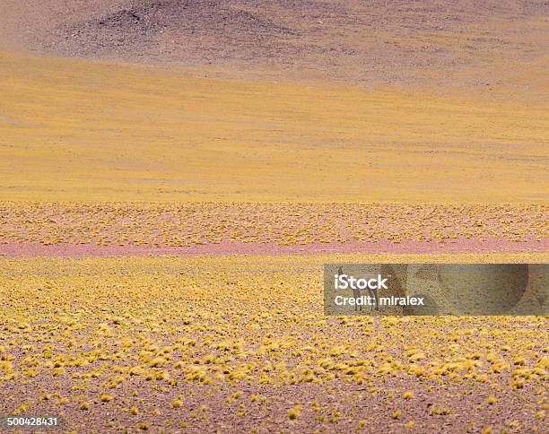 Grazing Vicuna In Atacama Desert Chile Stock Photo - Download Image Now - Alpaca, Altiplano, Andes