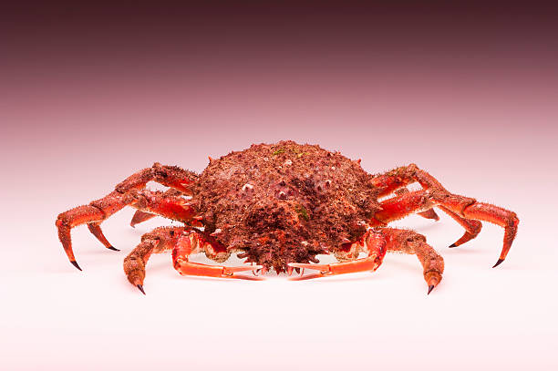 istock European spider crab, pink, orange, isolated, crustacean, shellfish 500428903