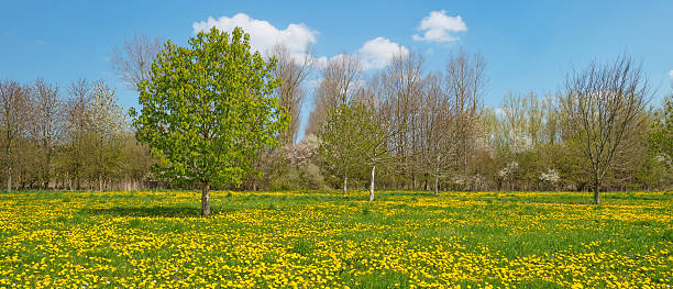 istock Dandelions in a field in spring 500429016