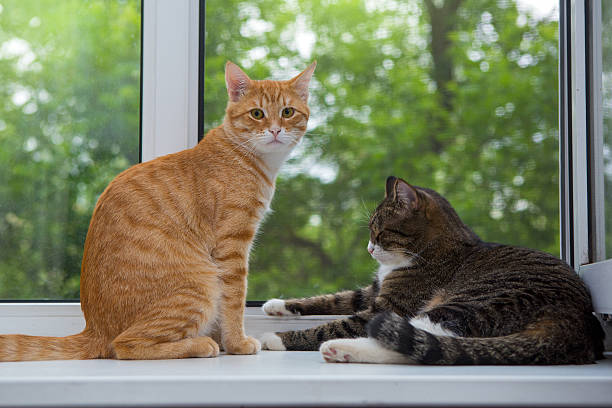 istock Two cat sitting on the window sill 500429159