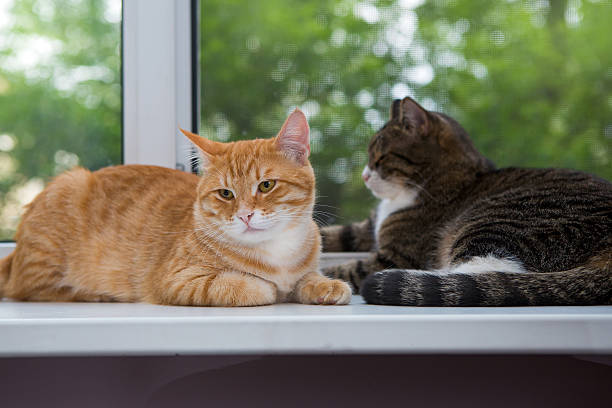 istock Two cat sitting on the window sill 500429163