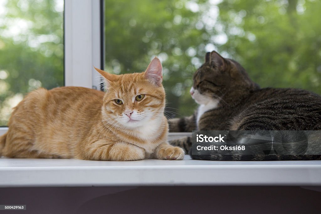 Two cat sitting on the window sill Red and grey cat sitting on the window sill Animal Stock Photo