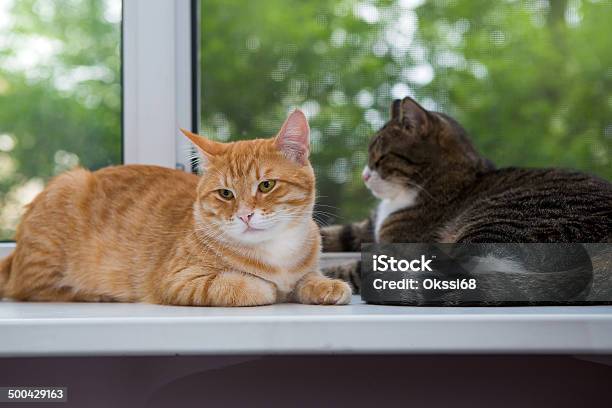 Two Cat Sitting On The Window Sill Stock Photo - Download Image Now - Animal, Animal Hair, Animal Whisker