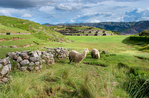 Lama at Sacsayhuaman in Cuzco, Peru.